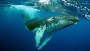 LA SAGESSE DES BALEINES