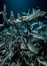 700 requins dans la nuit