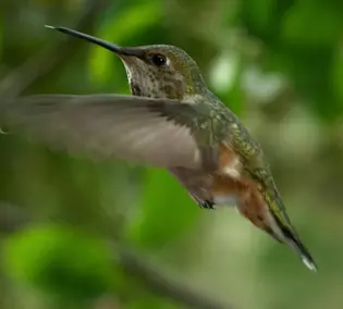 Petits animaux miracles de la nature