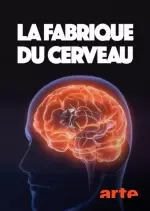 La fabrique du cerveau