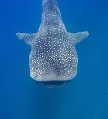 Les requins baleines de ningaloo